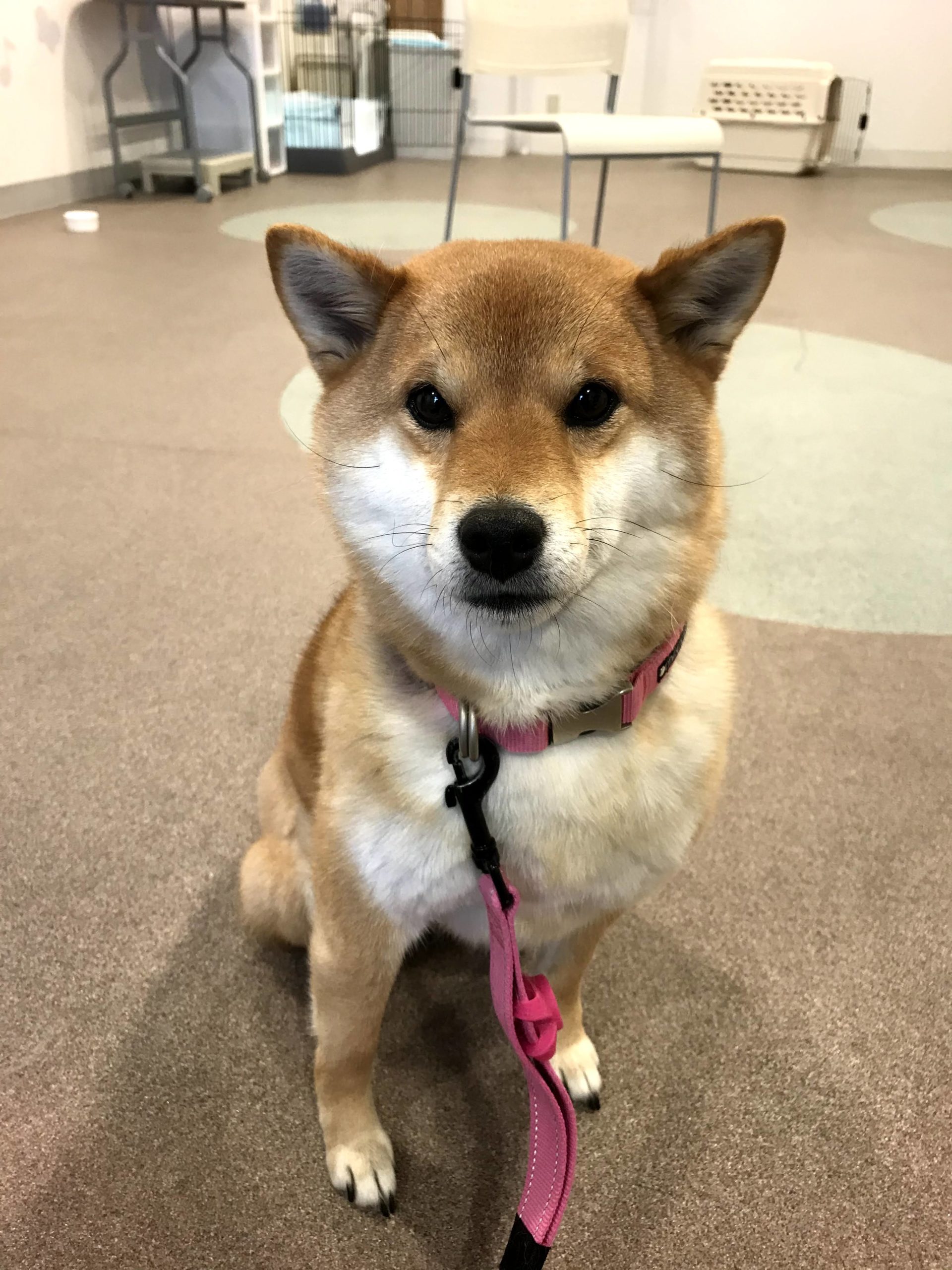 やさしいトレーニングとは シリウス ドッグトレーニングスクール 犬のしつけならシリウスへ